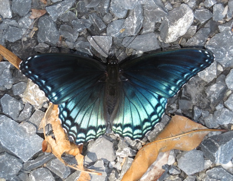 Red-spotted purple butterfly on rocks