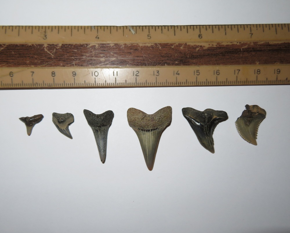Six shark teeth under ruler