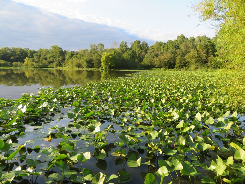 Pond by the Green Trail with spatterdock leaves