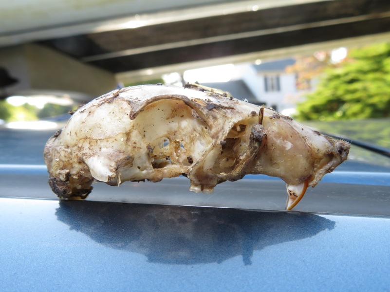 Rat skull on my car