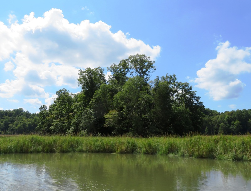 Island with trees with bay grasses in front
