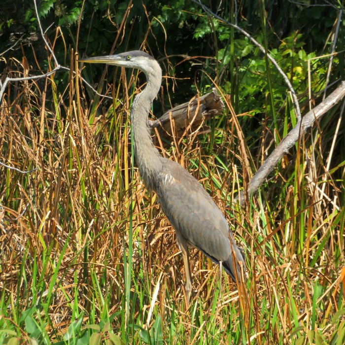 Great blue heron standing amongst bay grasses