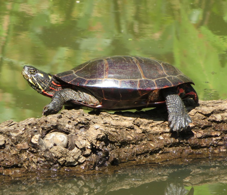 Turtle on log