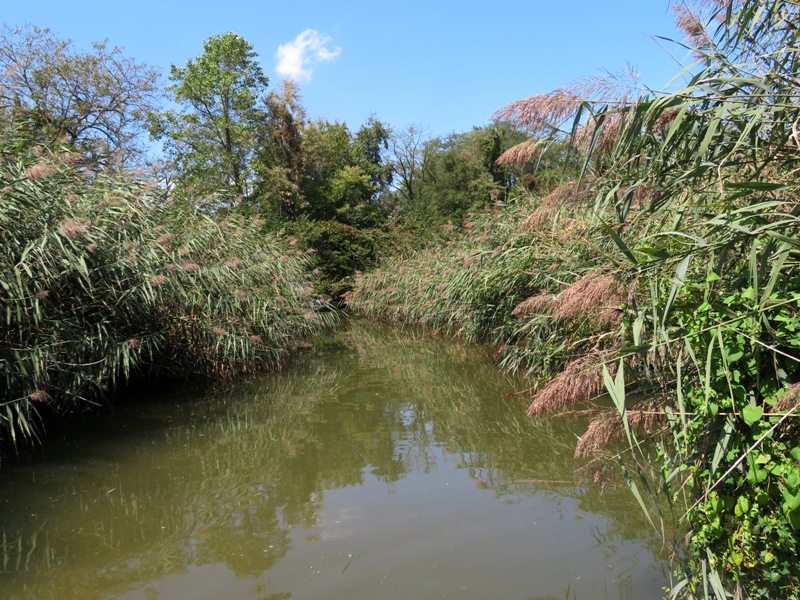 Tall grasses lining narrow waterway