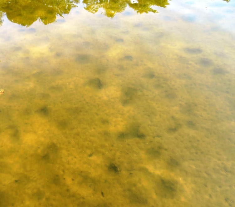 Divots in the muddy bottom of Back Creek