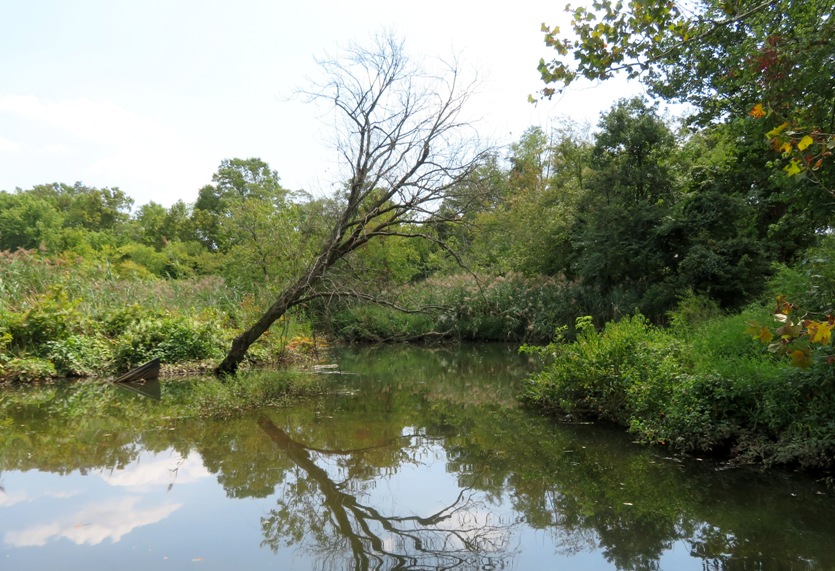 Dead tree hanging over a pristine waterway