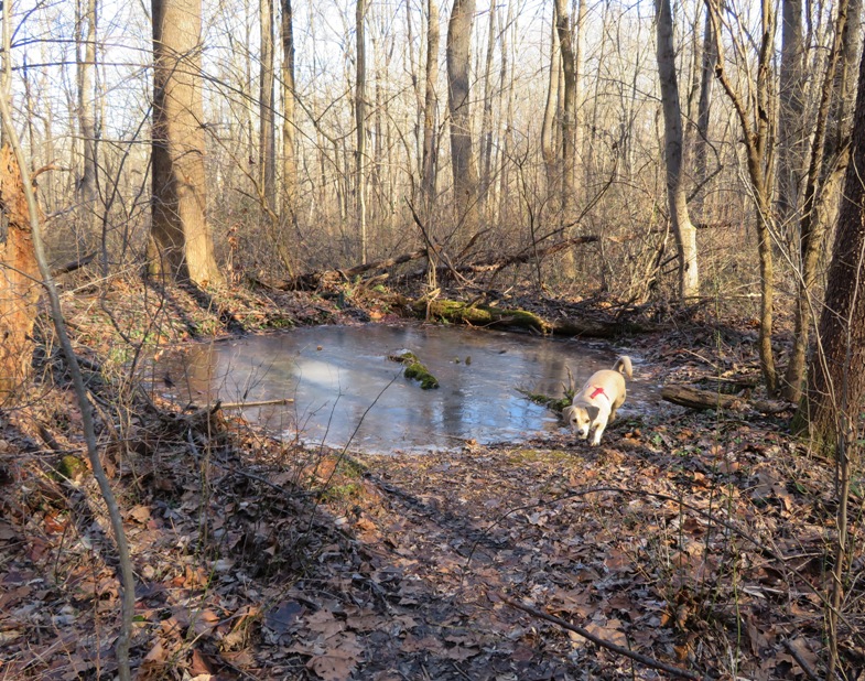 Daphne at concrete wading pool