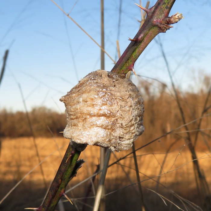 Chinese mantis egg sack