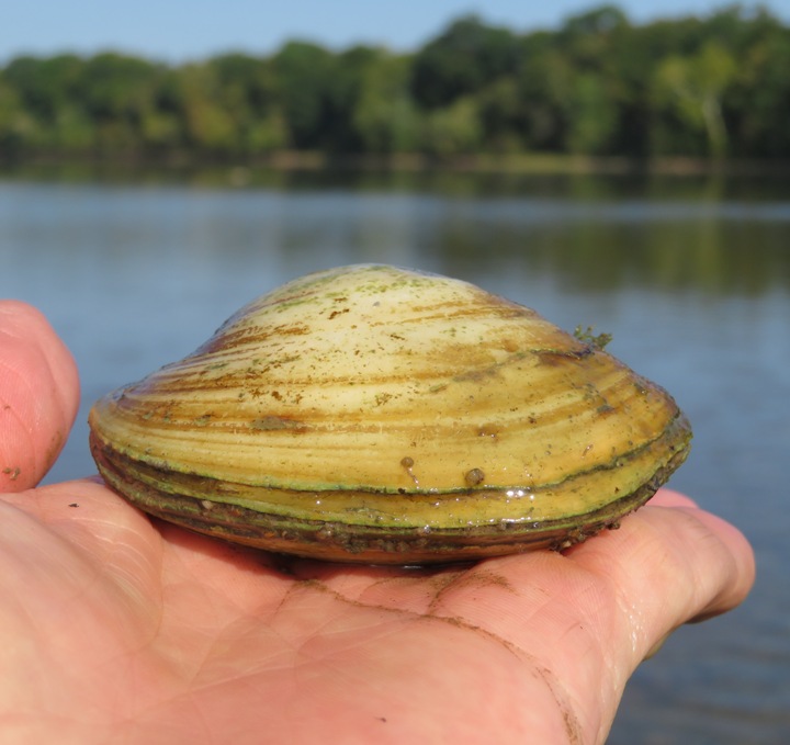 Large clam on my hand