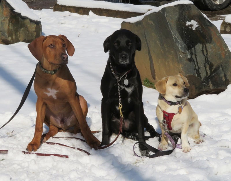 Dogs sitting in snow