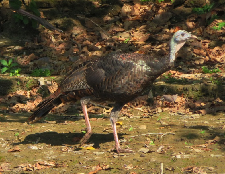Side view of single turkey
