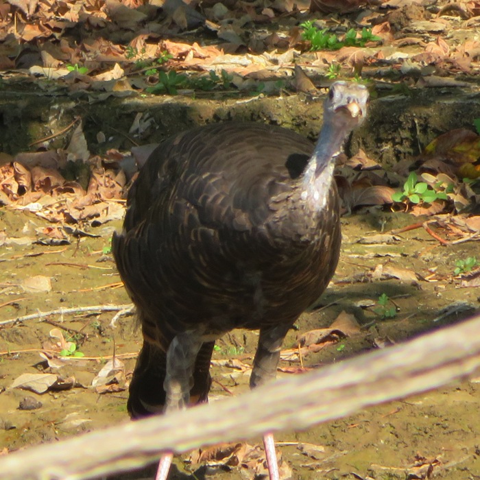 Front view of turkey looking at me