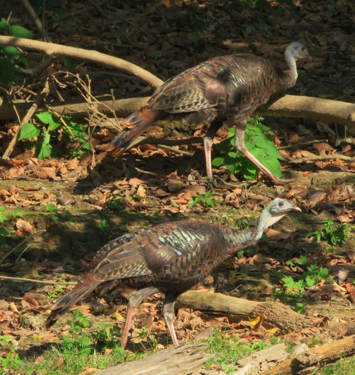 Two turkeys