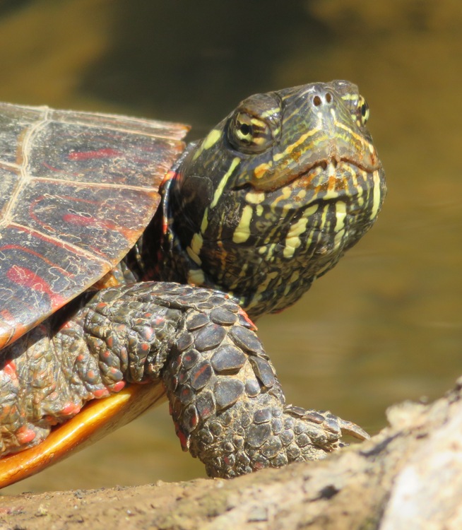 Close-up of eastern painted turtle