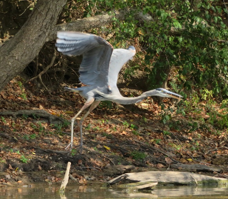 Great blue heron taking flight