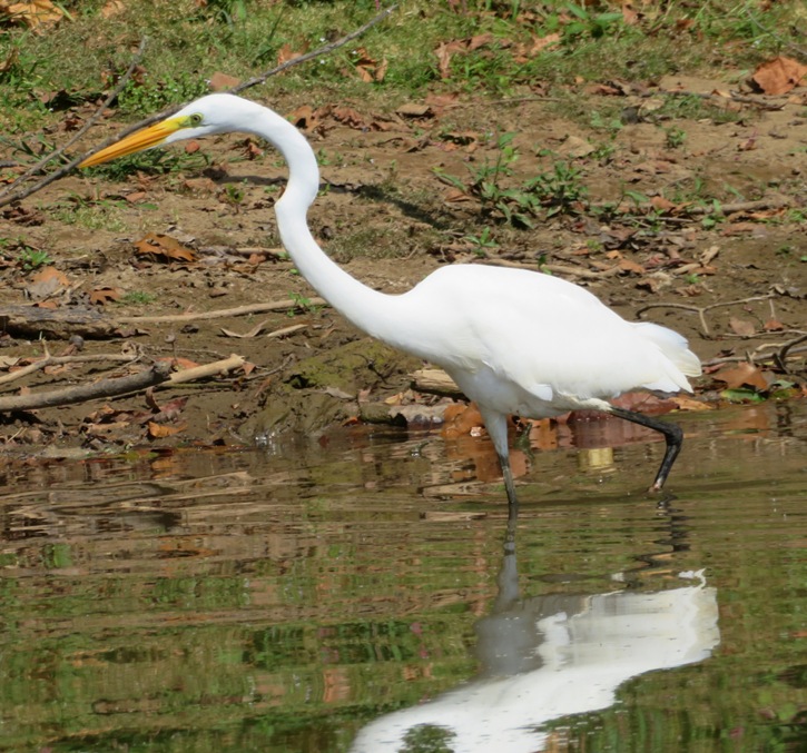 Great egret wading