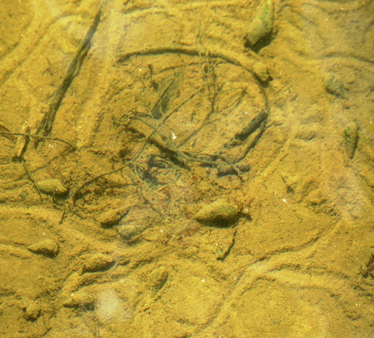 Snails crawling through the mud