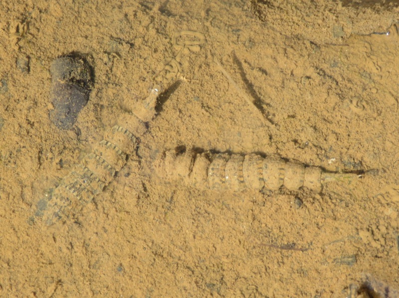 Two fly larvae in stagnant, muddy pond