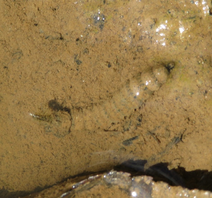 Single fly larva