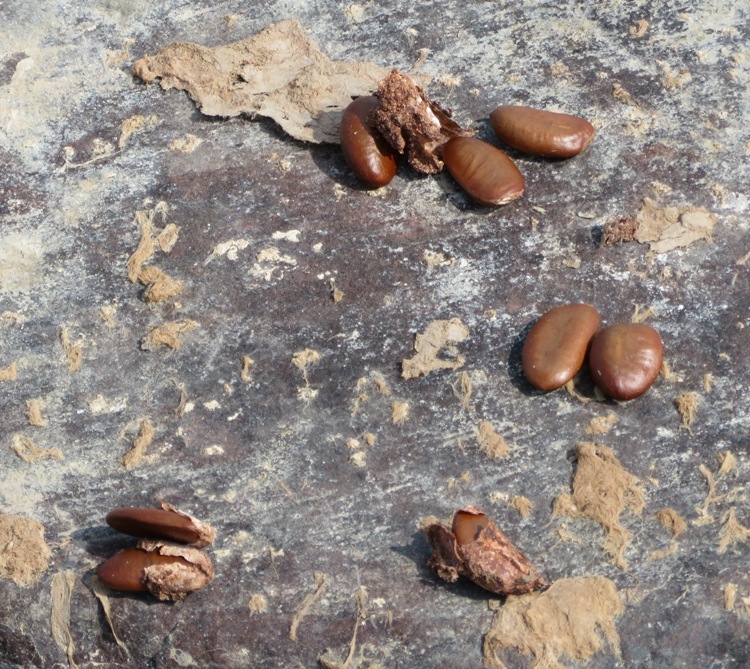 Paw paw seeds and poop on rock