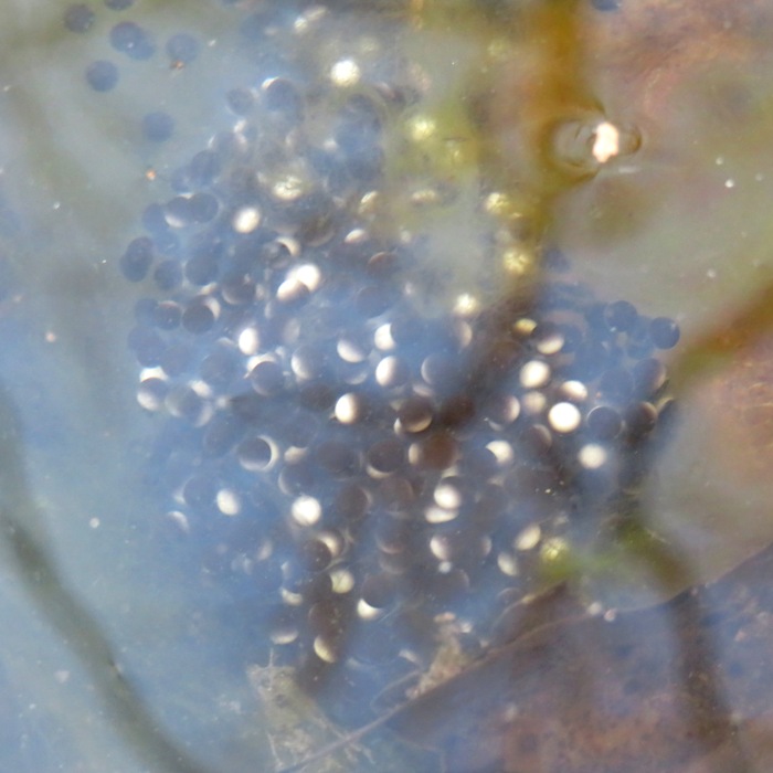 Some eggs showing black and white in the same individual egg
