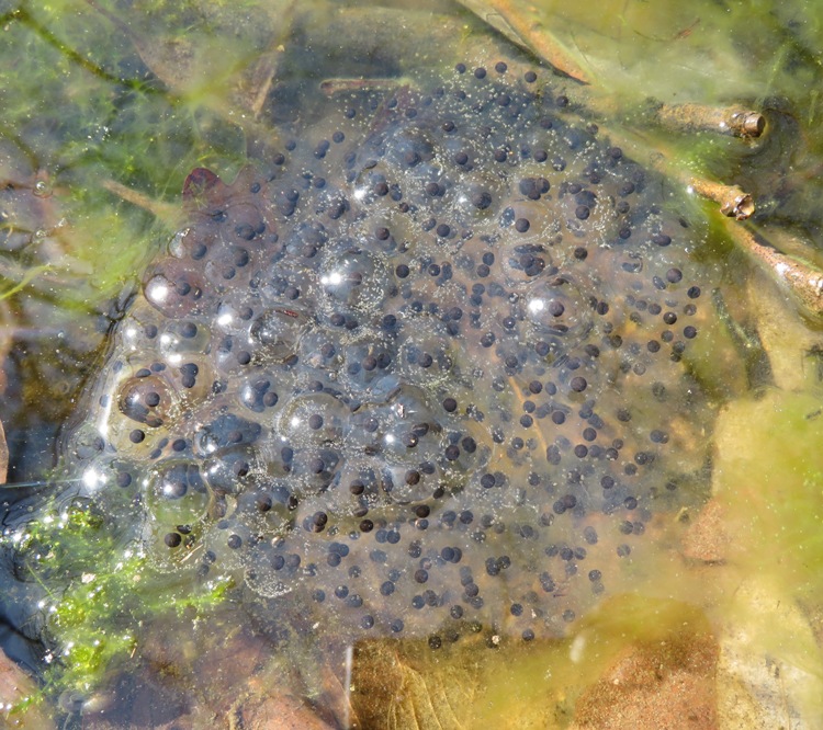 Hundreds of eggs
