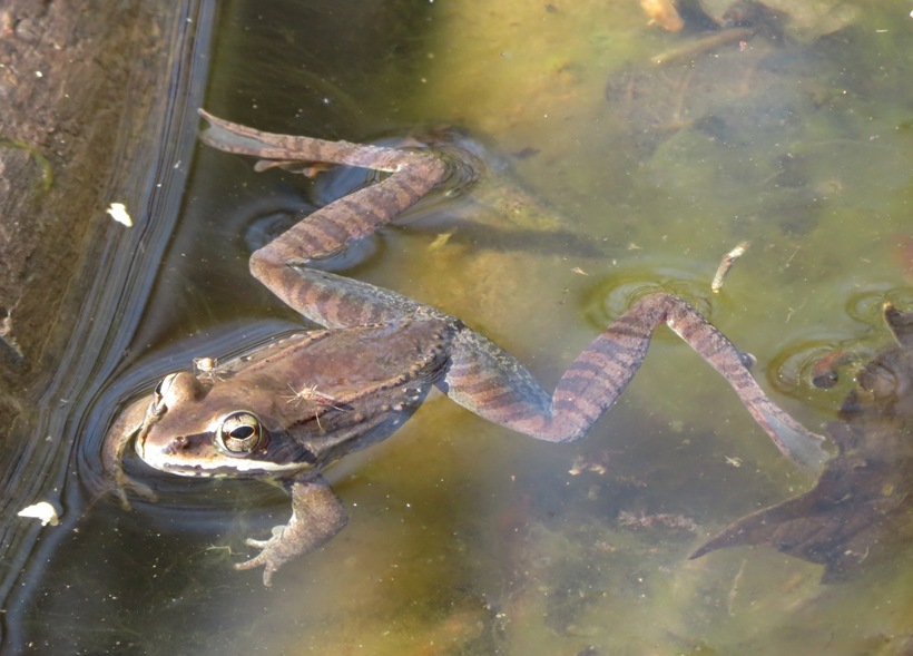 Wood frog floating with mosquito on it