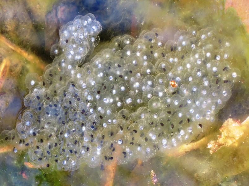 Eggs, some with black centers and some with white centers