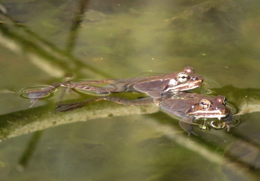Wood frogs mating