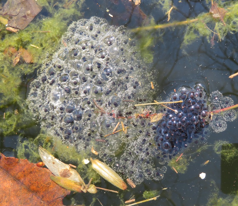 More eggs