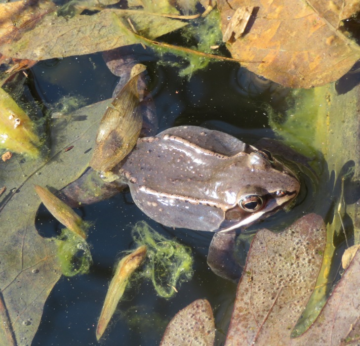 Here's an overhead view with a clear shot of the frog's nostrils