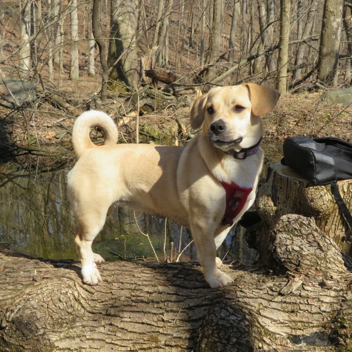 Daphne standing on log at the vernal pool