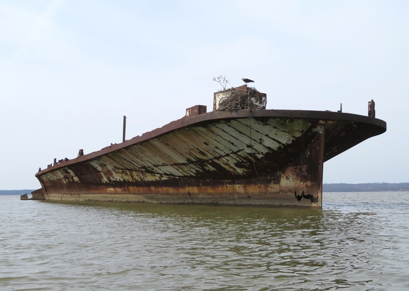 Front starboard view of osprey perched on the steel Accomac