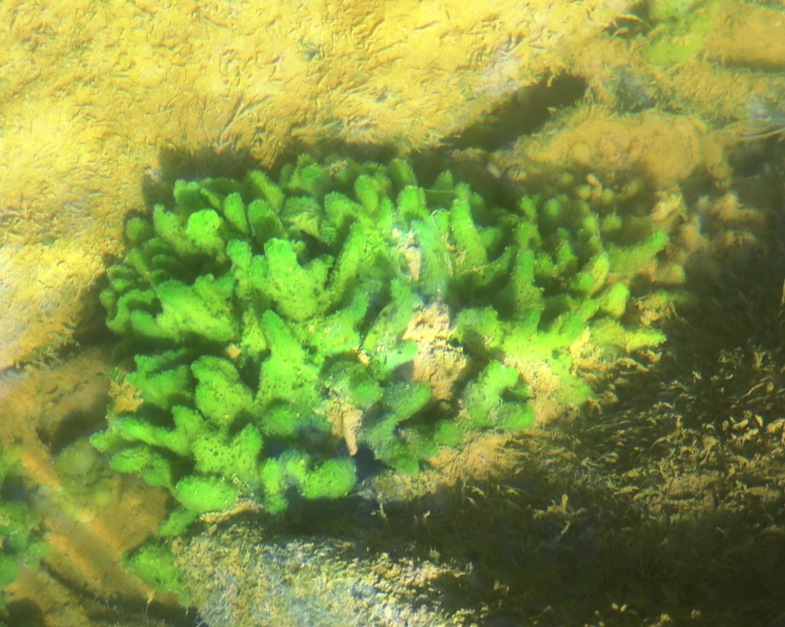 Freshwater sponge