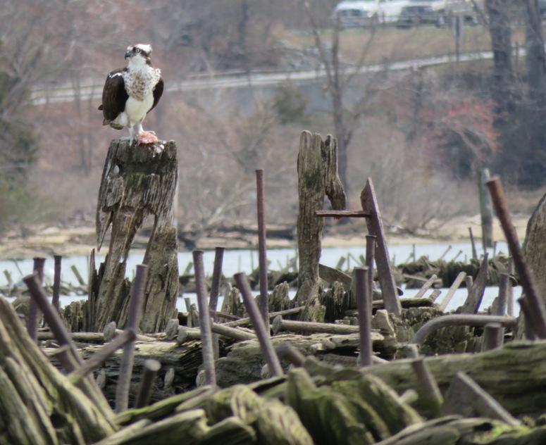 Osprey perched on shipwreck with lots of metal rods all around