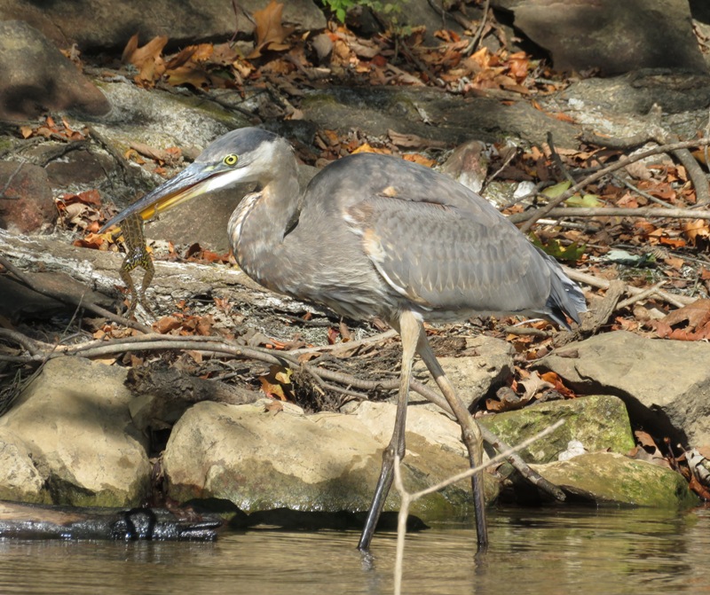 Side view of great blue heron holding a frog in its mouth
