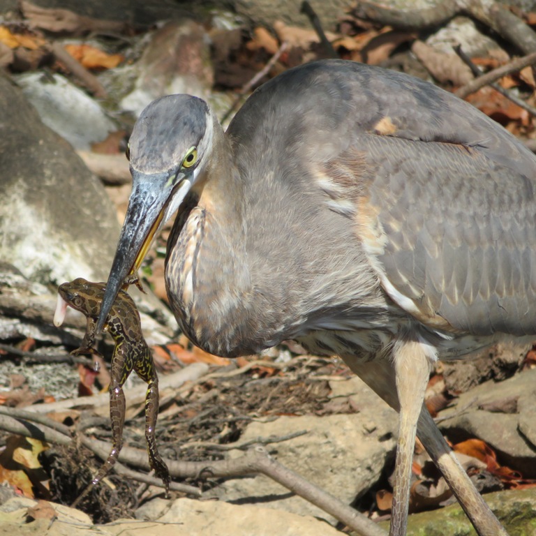 Close-up of frog being held by the bird's beak