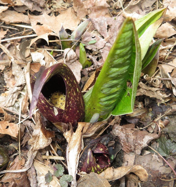 Skunk cabbage, showing its flowers