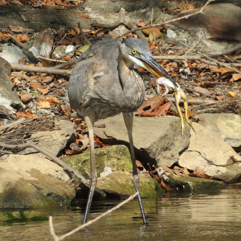 Great blue heron showing the pale underside of the frog