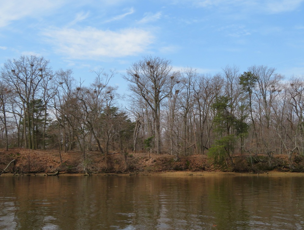 Great blue heron rookery