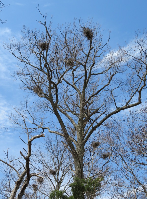 Upward view of great blue heron nests
