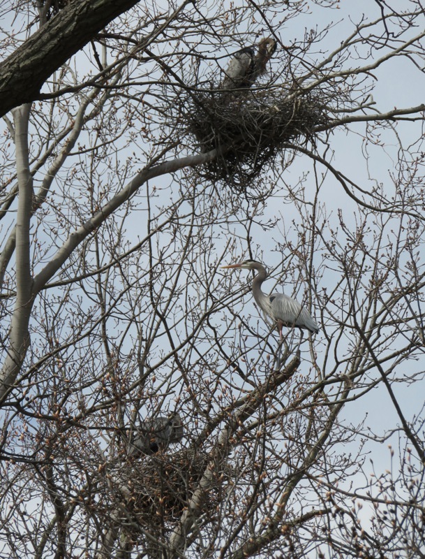 Great blue herons in their nest with one perched on tree