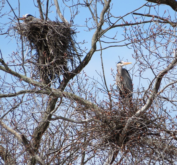 Two great blue herons in their nests
