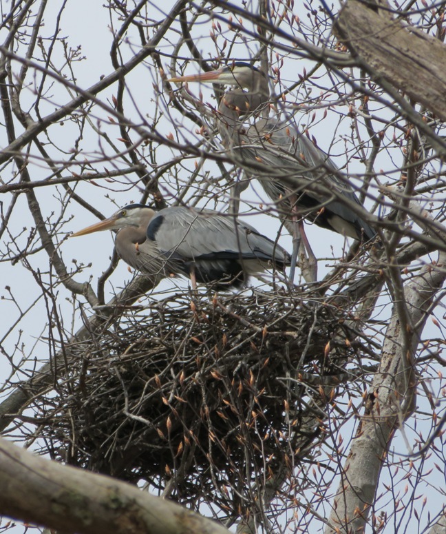 Two great blue herons in one nest