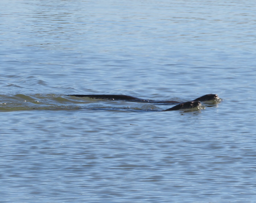 Two river otters swimming side-by-side