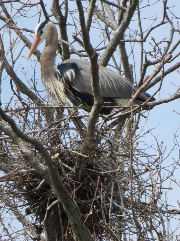 Close-up of great blue heron in nest