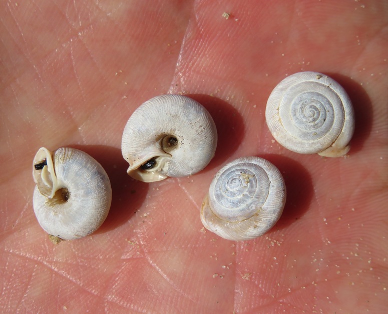 Four small, white snail shells