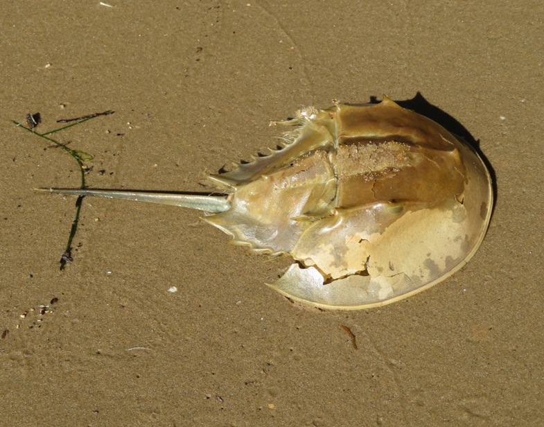 Horseshoe crab molt