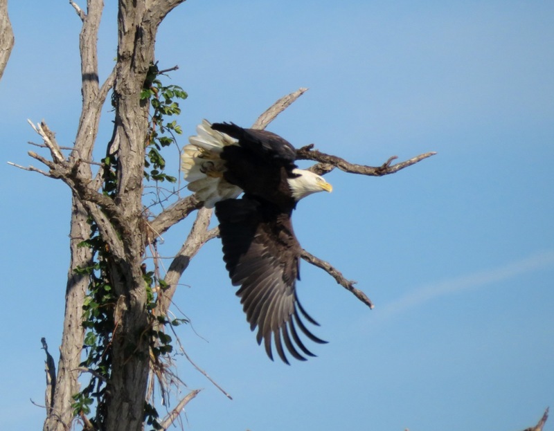 Bald eagle taking flight