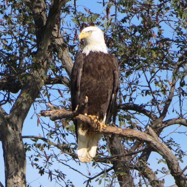 Bald eagle perched in a tree